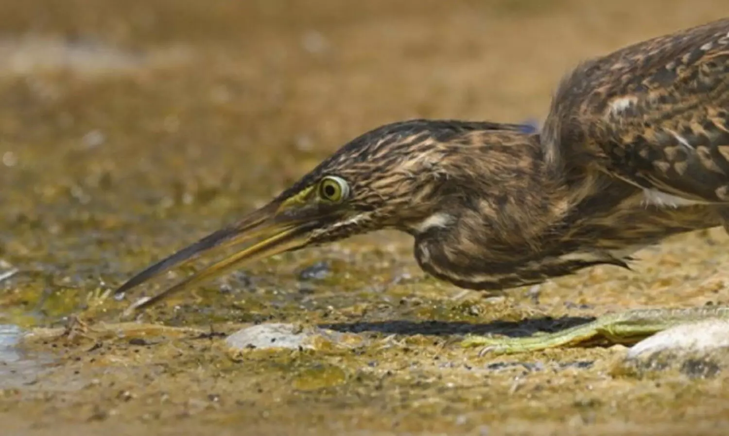 ദേശാടനക്കിളികളുടെ സുരക്ഷിത താവളമായി അബൂദബി -പ്രതിവർഷം എത്തുന്നത്​ 20 ലക്ഷത്തോളം ദേശാടനക്കിളികൾ