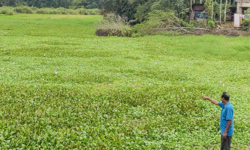 ആഞ്ഞിലിക്കുഴി ആറിന്​ മരണമണി; ക​ട​ക​ളി​ല്‍നി​ന്ന്​ ഇ​റ​ച്ചി അ​വ​ശി​ഷ്ട​ങ്ങ​ള്‍ കൊ​ണ്ടി​ടു​ന്ന​താ​യി നാ​ട്ടു​കാ​ര്‍