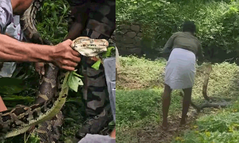 പാമ്പുപിടിത്തം കൊള്ളാം, പക്ഷേ പാമ്പുകളോടീ ക്രൂരത വേണ്ട.. അശാസ്ത്രീയ പാമ്പുപിടിത്തത്തിന്റെ ക്രൂരതയിൽ പിടഞ്ഞ് പാമ്പുകൾ