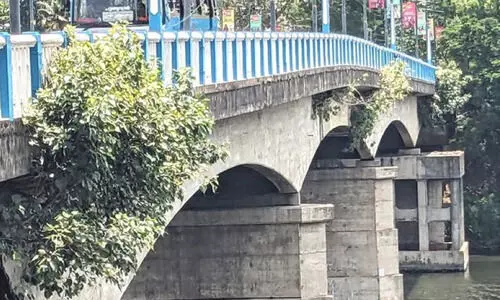 പാലത്തിലെ ആൽമരം: ശിഖരം മാത്രം വെട്ടിമാറ്റി തട്ടിപ്പ്