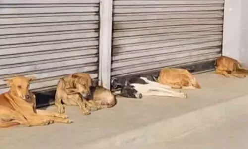 തെരുവ് നായ ശല്യം; കടകൾ തുറക്കാനാകാതെ വ്യാപാരികൾ തെരുവ് നായ ശല്യം; കടകൾ തുറക്കാനാകാതെ വ്യാപാരികൾ