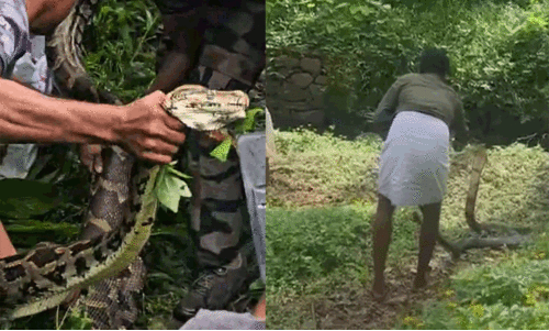 പാമ്പുപിടിത്തം കൊള്ളാം, പക്ഷേ പാമ്പുകളോടീ ക്രൂരത വേണ്ട.. അശാസ്ത്രീയ പാമ്പുപിടിത്തത്തിന്റെ ക്രൂരതയിൽ പിടഞ്ഞ് പാമ്പുകൾ