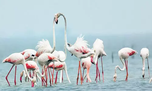 തമിഴ്‌നാട്ടിലെത്തുന്ന ദേശാടനപക്ഷികളുടെ എണ്ണത്തിൽ കുറവ്; കാലംതെറ്റിയ മഴ വില്ലനാകുന്നു