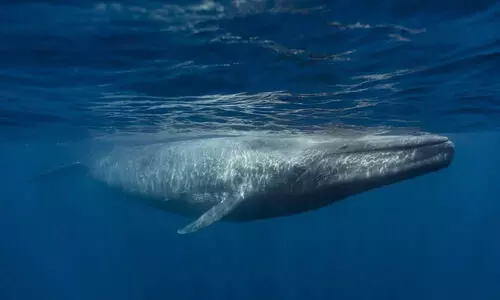 നീലതിമിംഗലങ്ങൾ പാട്ടുപാടുന്നത് നിർത്തിയത് എന്തുകൊണ്ട്​? ശാസ്ത്രജ്ഞർക്ക് ആശങ്ക