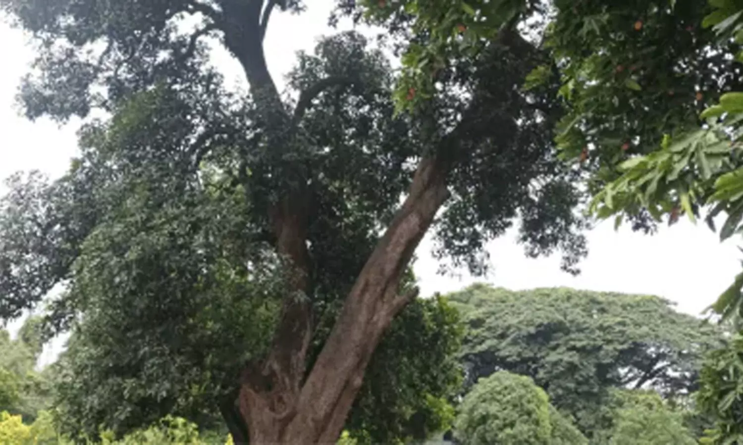 രണ്ടേകാൽ നൂറ്റാണ്ട് പ്രായമുള്ള മാവും 167 അപൂർവ മരങ്ങളും; ജൈവവൈവിധ്യ ഹെറിറ്റേജ് പദവിയുള്ള പുനെ ഗണേഷ്ഖിണ്ഡ് ഉദ്യാനത്തിന് 150 വർഷത്തെ ചരിത്രം