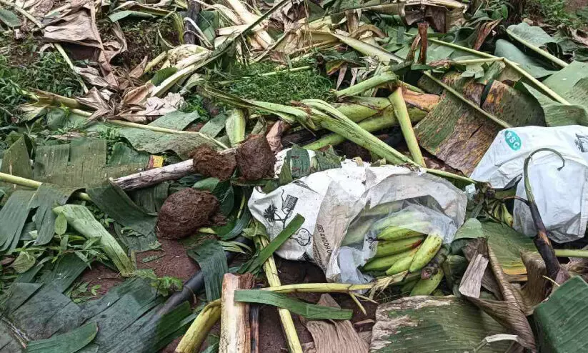 കാട്ടാന ഭീതി വിട്ടൊഴിയുന്നില്ല; തിരുമണിയിലും കൃഷി നശിപ്പിച്ചു കാട്ടാന ഭീതി വിട്ടൊഴിയുന്നില്ല; തിരുമണിയിലും കൃഷി നശിപ്പിച്ചു