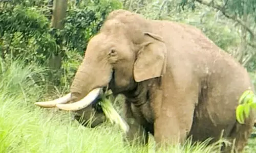 കാണുന്നു​ണ്ടോ ആന​പ്പേടിയിൽ നാടൊഴിയുന്നവരെ