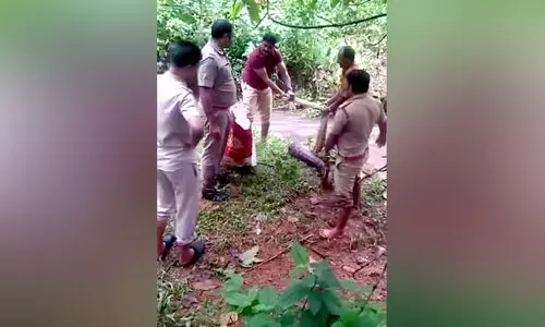 ‘ശാസ്ത്രീയ’ പാമ്പുപിടുത്തം പ്രഖ്യാപനത്തിൽ; പലയിടത്തും ക്രൂരതയിൽ പിടഞ്ഞ് ​പാമ്പുകൾ