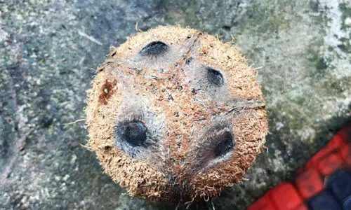 നാല് കണ്ണുള്ള തേങ്ങ നാല് കണ്ണുള്ള തേങ്ങ