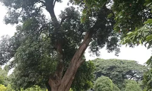 രണ്ടേകാൽ നൂറ്റാണ്ട് പ്രായമുള്ള മാവും 167 അപൂർവ മരങ്ങളും; ജൈവവൈവിധ്യ ഹെറിറ്റേജ് പദവിയുള്ള പുനെ ഗണേഷ്ഖിണ്ഡ് ഉദ്യാനത്തിന് 150 വർഷത്തെ ചരിത്രം