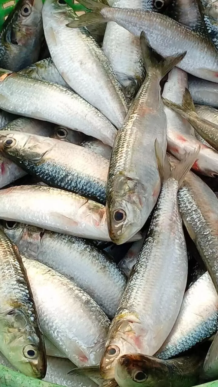 കാൻസർ തടയാൻ മത്തിയോ...