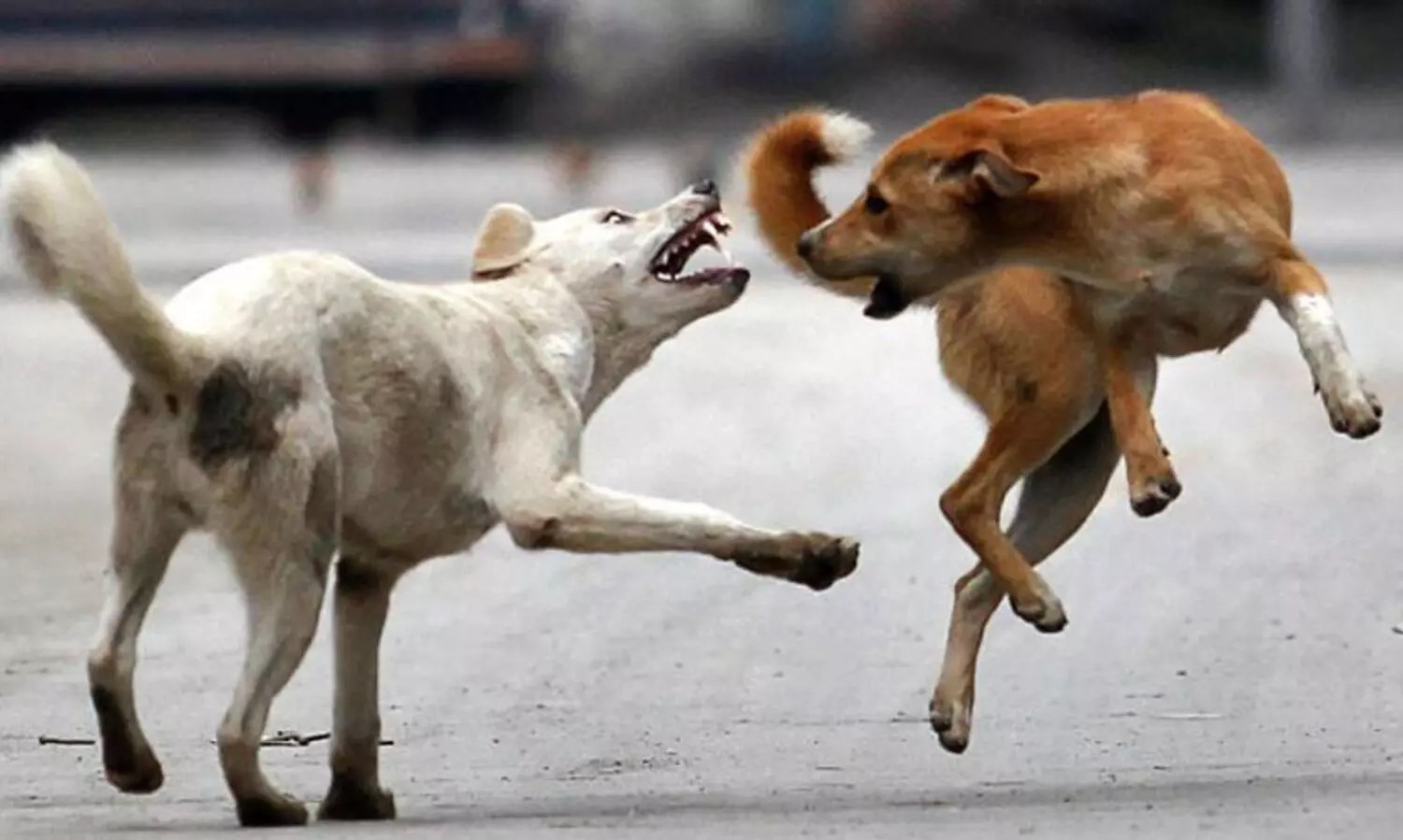 സുപ്രീംകോടതി ഉത്തരവ് നേരത്തെയെങ്കിൽ മകളെ നഷ്ടമാകില്ലായിരുന്നു -ഹബീറ