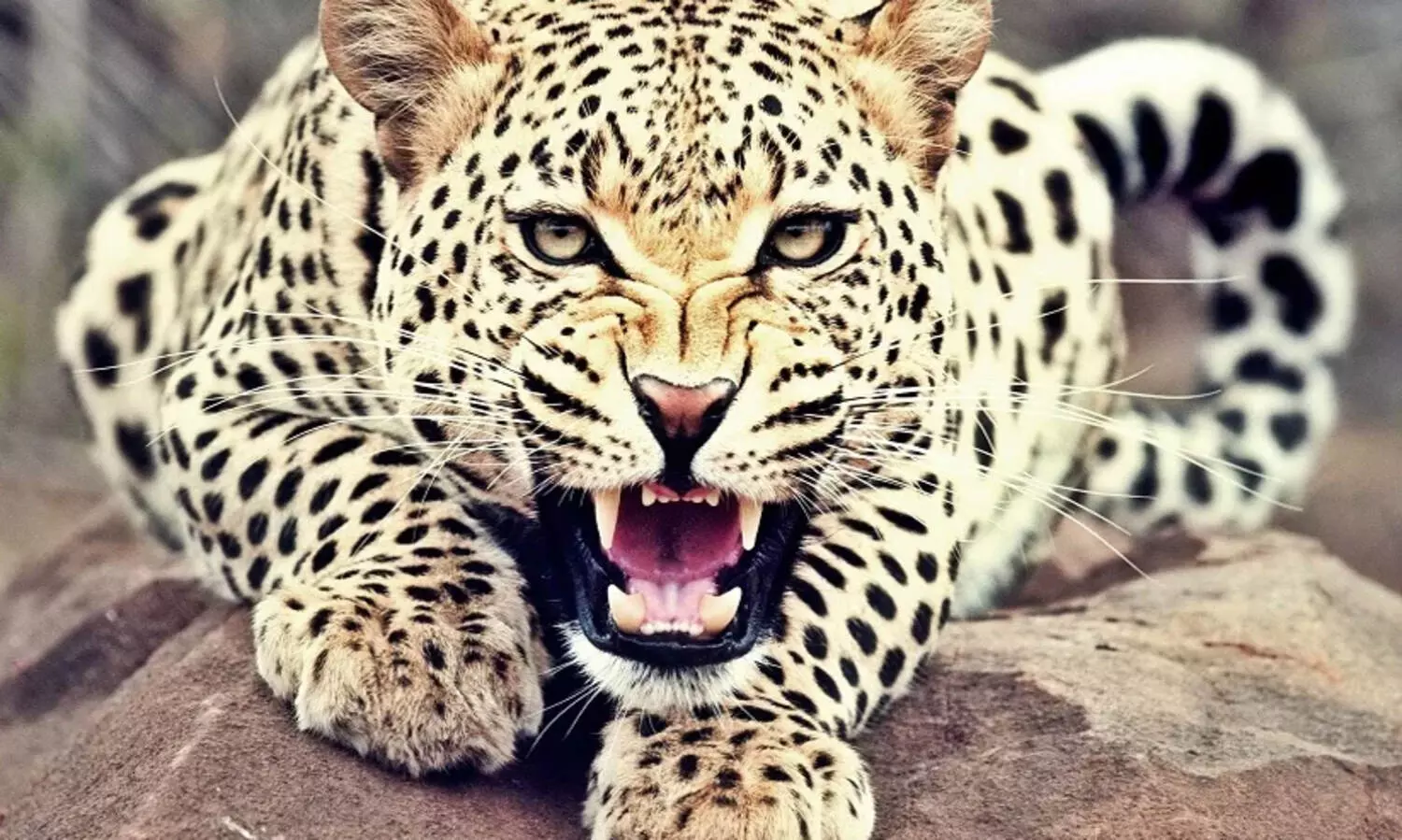 Leopard trapped in well