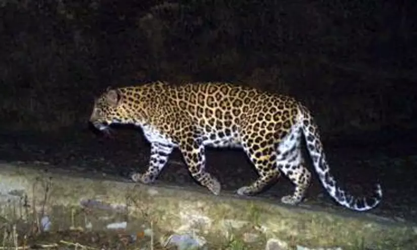 റോഡിനു കുറുകെ ചാടിയ പുള്ളിപ്പുലിയെ ഇടിച്ച് ബൈക്ക് മറിഞ്ഞു; പെരിന്തൽമണ്ണ-നിലമ്പൂർ റോഡിൽ യുവാവിനെ രക്ഷിച്ചത് കാർ യാത്രികർ റോഡിനു കുറുകെ ചാടിയ പുള്ളിപ്പുലിയെ ഇടിച്ച് ബൈക്ക് മറിഞ്ഞു; പെരിന്തൽമണ്ണ-നിലമ്പൂർ റോഡിൽ യുവാവിനെ രക്ഷിച്ചത് കാർ യാത്രികർ