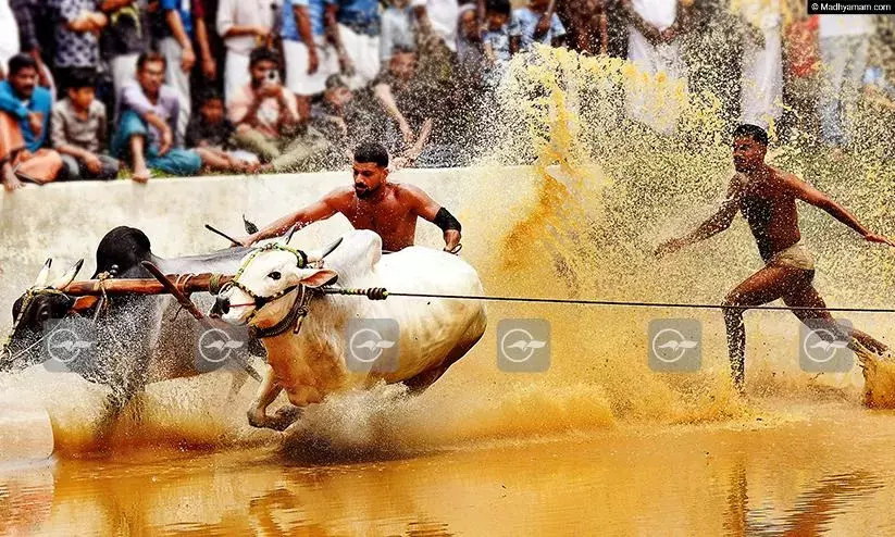 കാ​ള​പൂ​ട്ട്