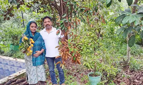 ഇവിടം പഴങ്ങളുടെ സുൽത്താന