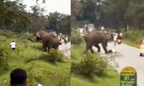 wild elephant attack in Bandpur