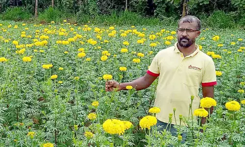 ഓണത്തിന് ഷം​സു​ദ്ദീ​ന്റെ ചെ​ണ്ടു​മ​ല്ലി സൗ​ര​ഭ്യം