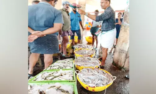ഇടവേളക്കുശേഷം ഹാർബർ സജീവം; വലനിറയെ കണവയും മത്തിയും