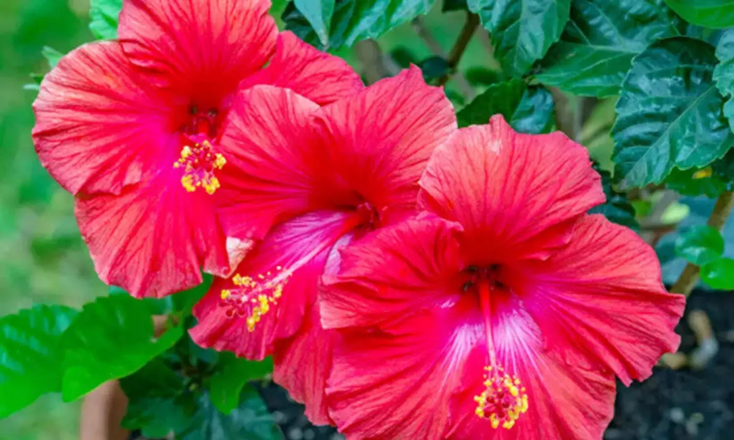 Hibiscus