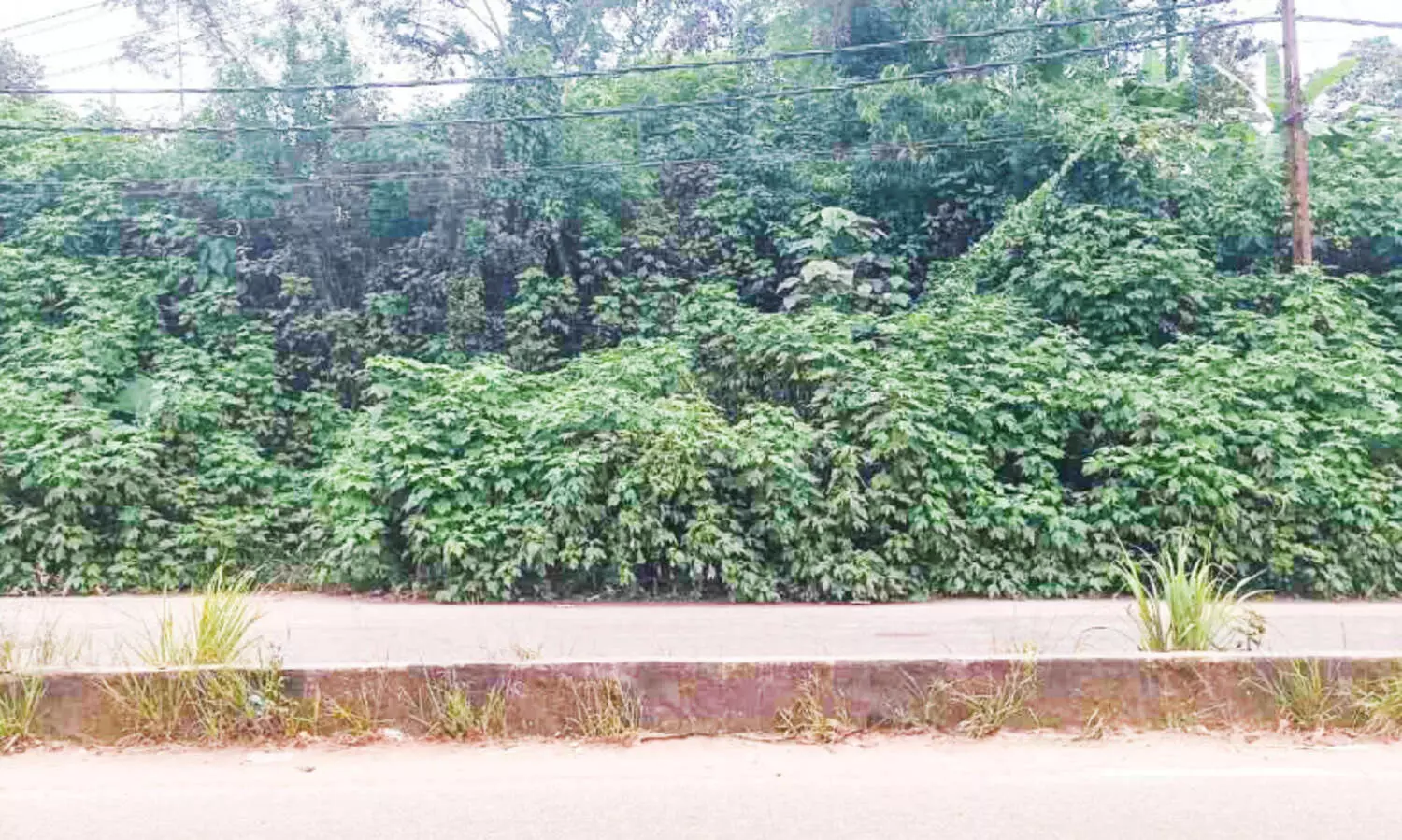 നെ​ടു​ങ്ക​ണ്ടം ടൗണിലെ കു​ട്ടി​വ​നം ഭീഷണിയാകുന്നു