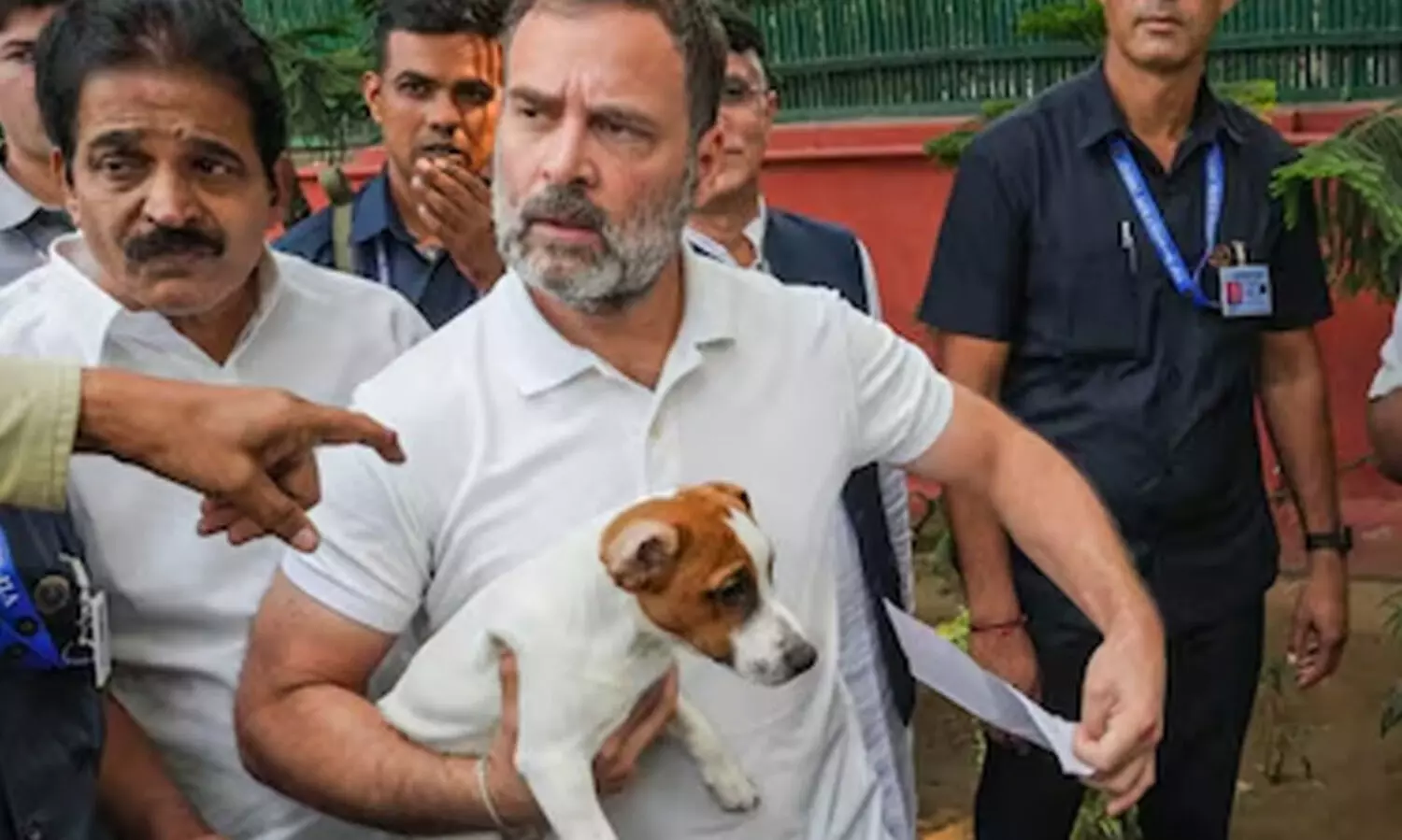 ‘ഇത് ക്രൂരമാണ്...’ തെരുവ് നായ്ക്കളെ പിടികൂടാനുള്ള സുപ്രീംകോടതി വിധിക്കെതിരെ രാഹുൽ ഗാന്ധി