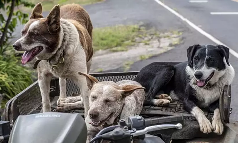 ചർച്ചക്ക് വഴി തുറന്ന് തെരുവു നായ് പ്രശ്നത്തിലെ സുപ്രീംകോടതി ഉത്തരവ്; ഷെൽട്ടറുകളിൽ വന്ധ്യംകരണം നടത്തണമെന്ന് വിദഗ്ധർ