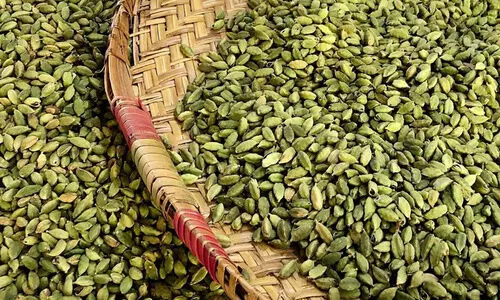 ഏലത്തിന് കൂടിയ വില കിലോഗ്രാമിന് 3000ത്തിന്​ മുകളിൽ