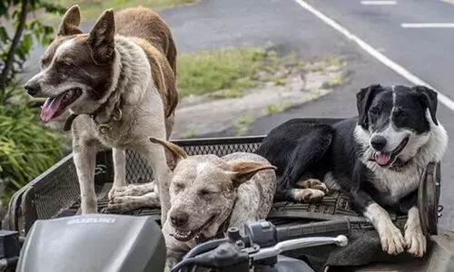 ചർച്ചക്ക് വഴി തുറന്ന് തെരുവു നായ് പ്രശ്നത്തിലെ സുപ്രീംകോടതി ഉത്തരവ്; ഷെൽട്ടറുകളിൽ വന്ധ്യംകരണം നടത്തണമെന്ന് വിദഗ്ധർ