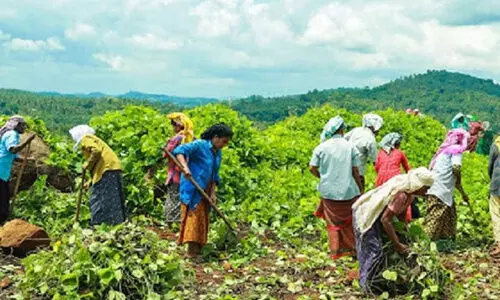 തൊഴിലുറപ്പ് പദ്ധതി അഴിമതി; ഓഡിറ്റിങ് ഇല്ലാത്തത് തട്ടിപ്പിന് കളമൊരുക്കി
