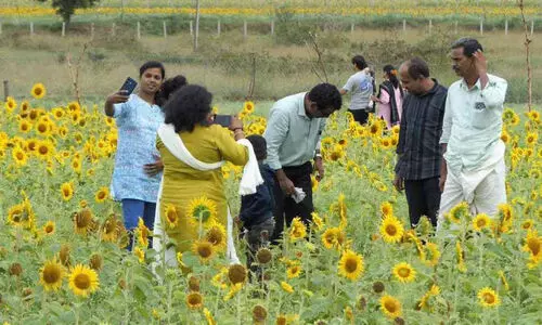 Flower farming