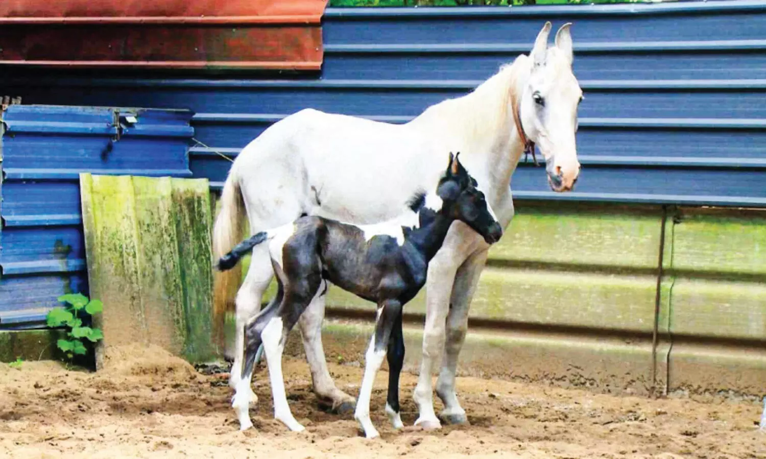 ‘രു​ദ്ര’​ക്ക് ആ​ൺ​കു​ഞ്ഞ് പി​റ​ന്നു; ഗോ​പാ​ല​കൃ​ഷ്ണ​ന്റെ വീ​ട്ടി​ൽ ഒ​രു അ​തി​ഥി കൂ​ടി