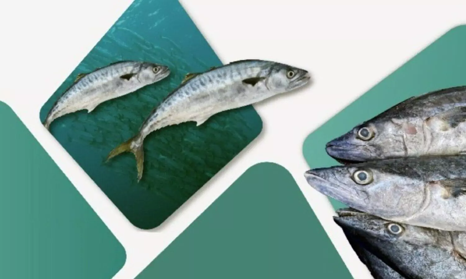 ബഹ്റൈനിൽ അയക്കൂറ നിരോധനം; മത്സ്യത്തൊഴിലാളികൾ ആശങ്കയിൽ