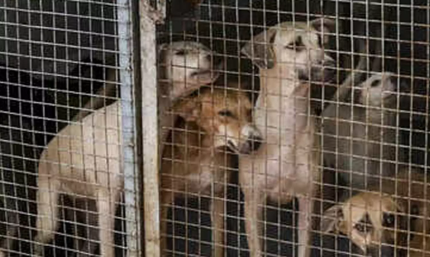 സുപ്രീം കോടതിക്കു മുന്നിൽ നായ് സ്നേഹിയുടെ കരണത്തടിച്ച് അഭിഭാഷകൻ; ദൃശ്യങ്ങൾ സാമൂഹ്യമാധ്യമങ്ങളിൽ