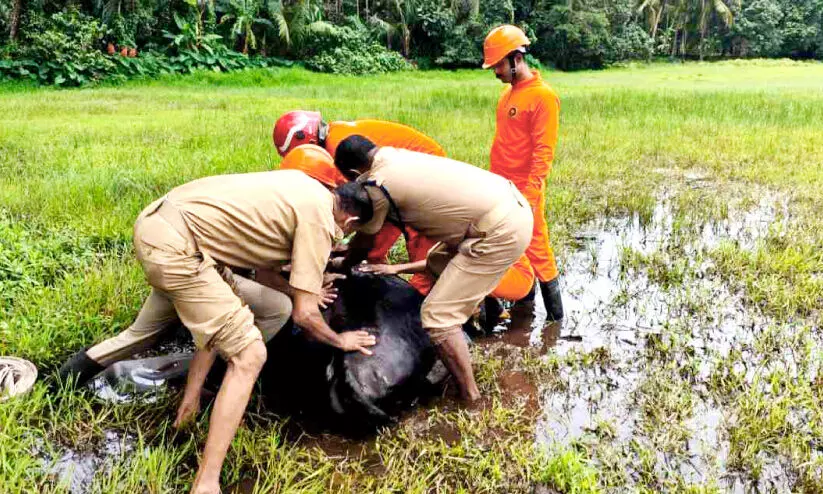 തളർന്നുവീണ പശുവിന് രക്ഷകരായി അഗ്നിരക്ഷാ സേന തളർന്നുവീണ പശുവിന് രക്ഷകരായി അഗ്നിരക്ഷാ സേന