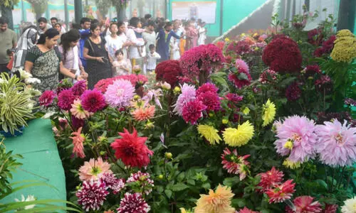 From the Independence Day Flower Fair held at Lalbagh