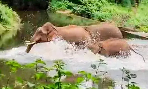നാടിനെ ‘കാടാക്കി’ കാട്ടാനകൾ... നാടിനെ ‘കാടാക്കി’ കാട്ടാനകൾ...