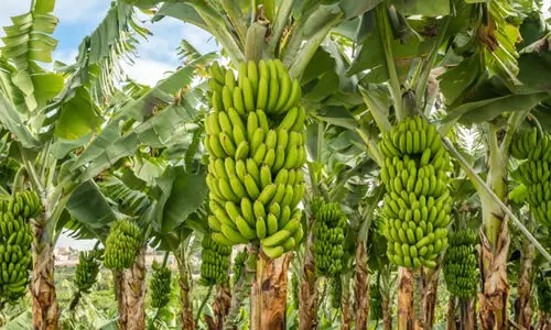 രോഗവും അട്ടിമറിയും: വാഴക്കർഷകർക്ക്​ പ്രതീക്ഷ മങ്ങി; വാഴ കൃഷി നഷ്ടക്കച്ചവടം!