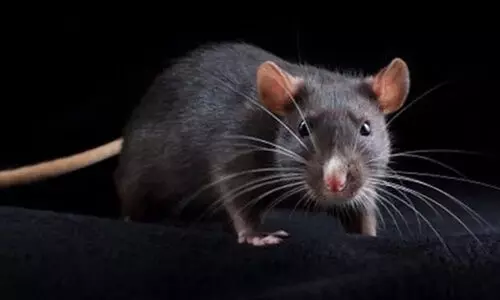 എലിപ്പനിയെ സൂക്ഷിക്കണം; ല​ക്ഷ​ണ​ങ്ങ​ള്‍ പ്ര​ക​ട​മാ​കു​മ്പോ​ള്‍ ത​ന്നെ ചി​കി​ത്സ തേ​ട​ണം