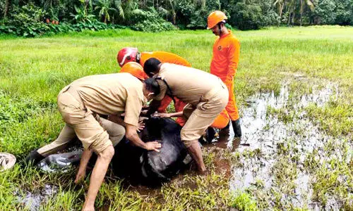 ത​ള​ർ​ന്നു​വീ​ണ പ​ശു​വി​ന് ര​ക്ഷ​ക​രാ​യി അ​ഗ്നി​ര​ക്ഷാ സേ​ന
