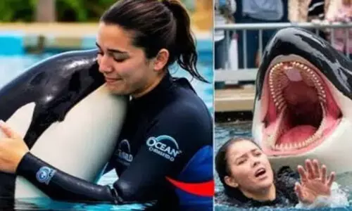 മറൈൻ ട്രെയിനർ ജസീക്കയെ കൊലയാളി സ്രാവ് കൊന്നതോ? വൈറലായ ആ വിഡിയോക്ക് പിന്നിലെ യാഥാർഥ്യം