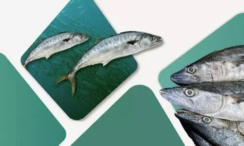 ബഹ്റൈനിൽ അയക്കൂറ നിരോധനം; മത്സ്യത്തൊഴിലാളികൾ ആശങ്കയിൽ