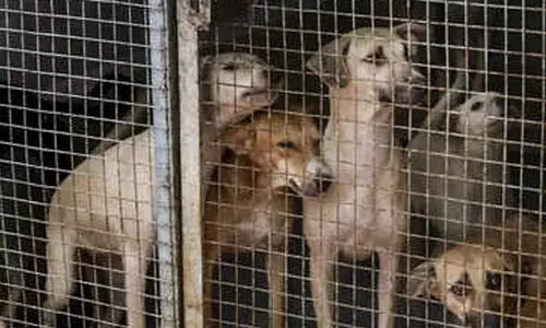 സുപ്രീം കോടതിക്കു മുന്നിൽ നായ് സ്നേഹിയുടെ കരണത്തടിച്ച് അഭിഭാഷകൻ; ദൃശ്യങ്ങൾ സാമൂഹ്യമാധ്യമങ്ങളിൽ