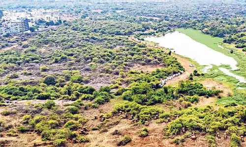 കാഞ്ച ഗച്ചി ബൗളിയിൽ വെട്ടി നിരത്തിയ 400 ഏക്കർ വന ഭൂമിയിൽ മരംവെച്ചു പിടിപ്പിക്കാനുള്ള പ്ലാൻ സമർപ്പിക്കാൻ 6 ആഴ്ച; ഉത്തരവിട്ട് സുപ്രീംകോടതി