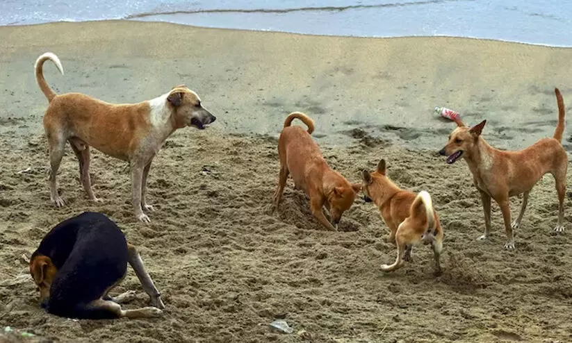 തെരുവ്നായ പ്രശ്നം: ഉത്തരവിന് സ്റ്റേയില്ല; തദ്ദേശസ്ഥാപനങ്ങൾ നിയമങ്ങൾ നടപ്പാക്കുന്നില്ലെന്ന് സുപ്രീംകോടതി വിമർശനം