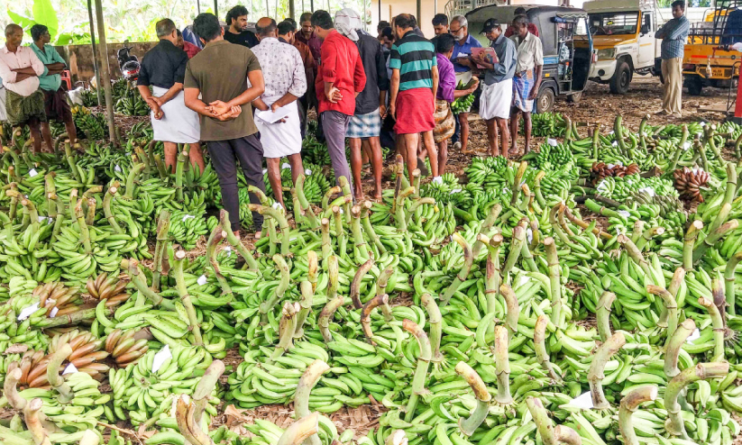 ഓണം എത്തുന്നു; സജീവമായി ഏത്തക്കുല വിപണി | Banana market ready for Onam ...