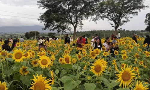 പൂ​ക്ക​ളു​ടെ വ​സ​ന്ത​മൊ​രു​ക്കി ഗു​ണ്ട​ൽ​പേ​ട്ട