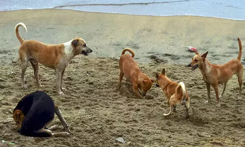 തെരുവ്നായ പ്രശ്നം: ഉത്തരവിന് സ്റ്റേയില്ല; തദ്ദേശസ്ഥാപനങ്ങൾ നിയമങ്ങൾ നടപ്പാക്കുന്നില്ലെന്ന് സുപ്രീംകോടതി വിമർശനം