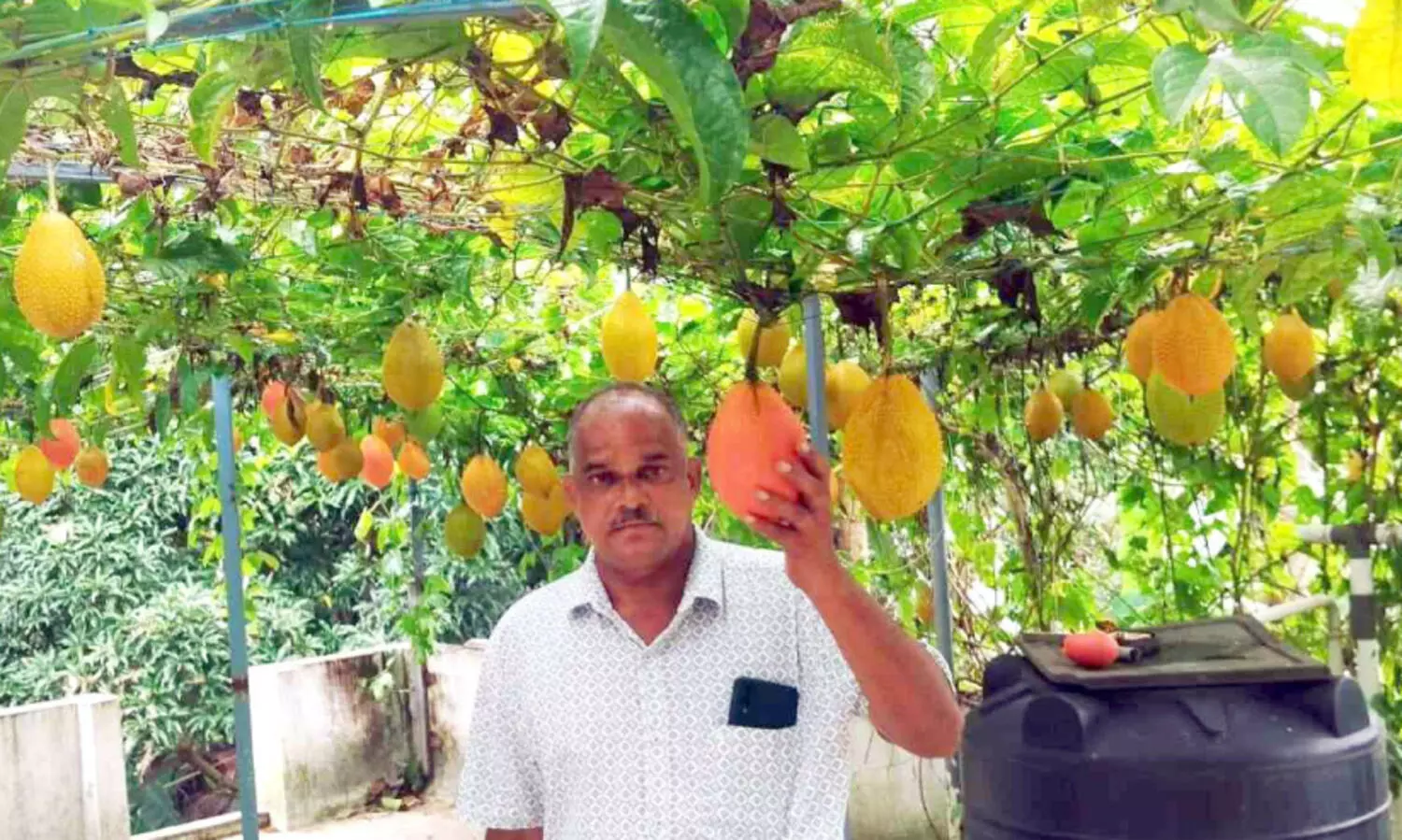 ടെറസിൽ ‘സ്വർഗക്കനി’; ഗാഗ് ഫ്രൂട്ട് കൃഷിയിൽ വിജയഗാഥ