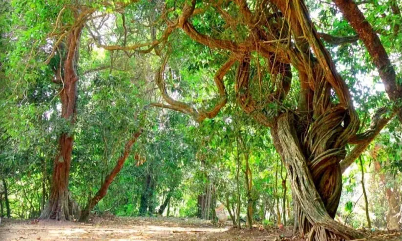 ഒ​രു​ങ്ങു​ന്നു, ജൈവസമൃദ്ധ ‘കാ​വു​ഗ്രാ​മം’